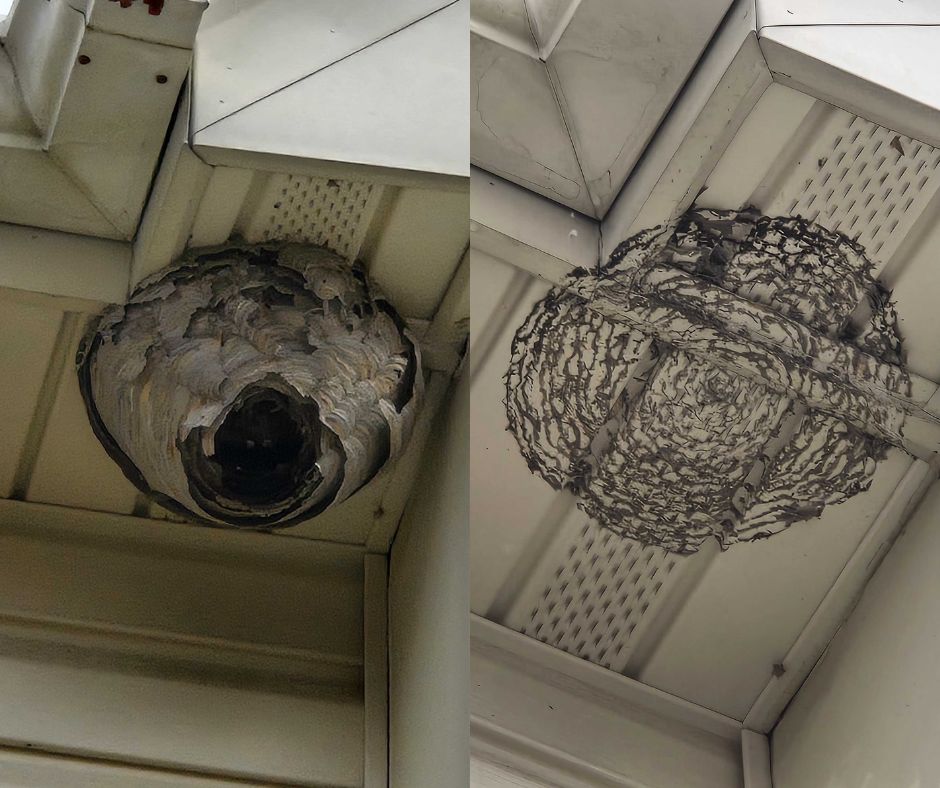 Professional Hornet Removal in Scarborough