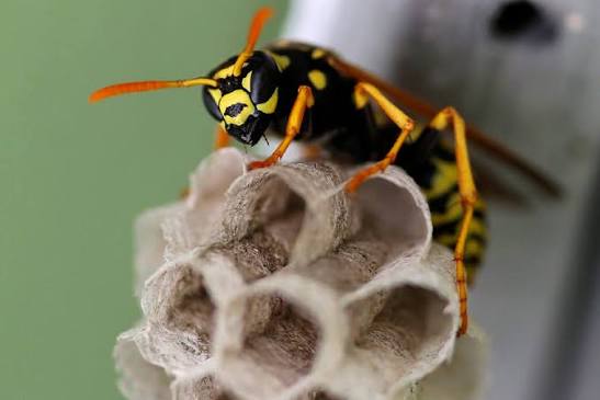 π Wasp Control & Prevention β Protect Your Home Before It Becomes a Problem