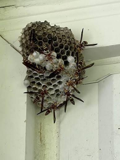 Professional Wasp Nest Removal in Pickering β Safe & Reliable Wasp Control
