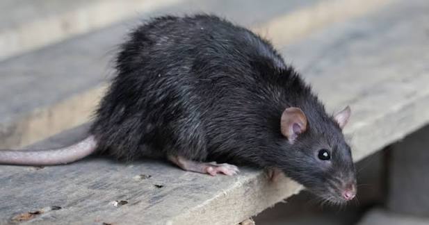 Markham Rat Removal • Exclusion • Prevention
