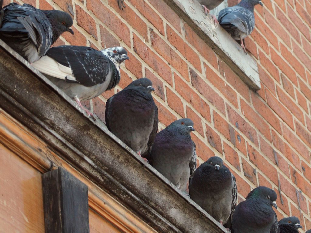 Humane Bird Removal Services | Scarborough, Toronto & GTA