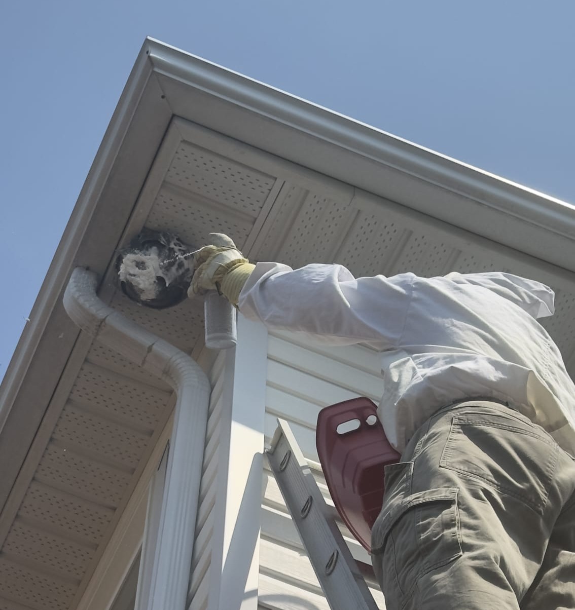 Hornet Nest Removal: Signs, Dangers, Prevention & Safe Professional Removal