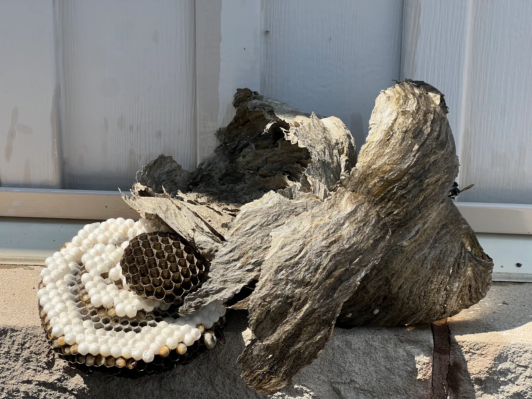 Wasp Nest Removal Scarborough – Fast, Safe & Reliable Service