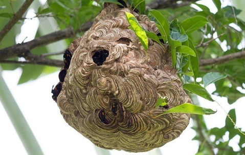 Expert Wasp Nest Removal in Markham: Fast, Safe & Reliable Services