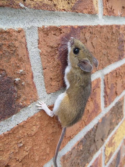 Mice Control in Toronto & GTA: Signs, Risks, Treatment & Prevention