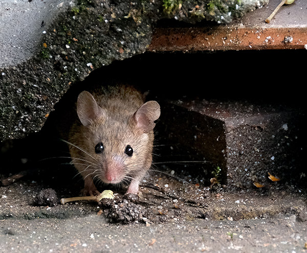 Fall Alert: The GTA Rodent Invasion is Here (And Your Home is the Target!)
