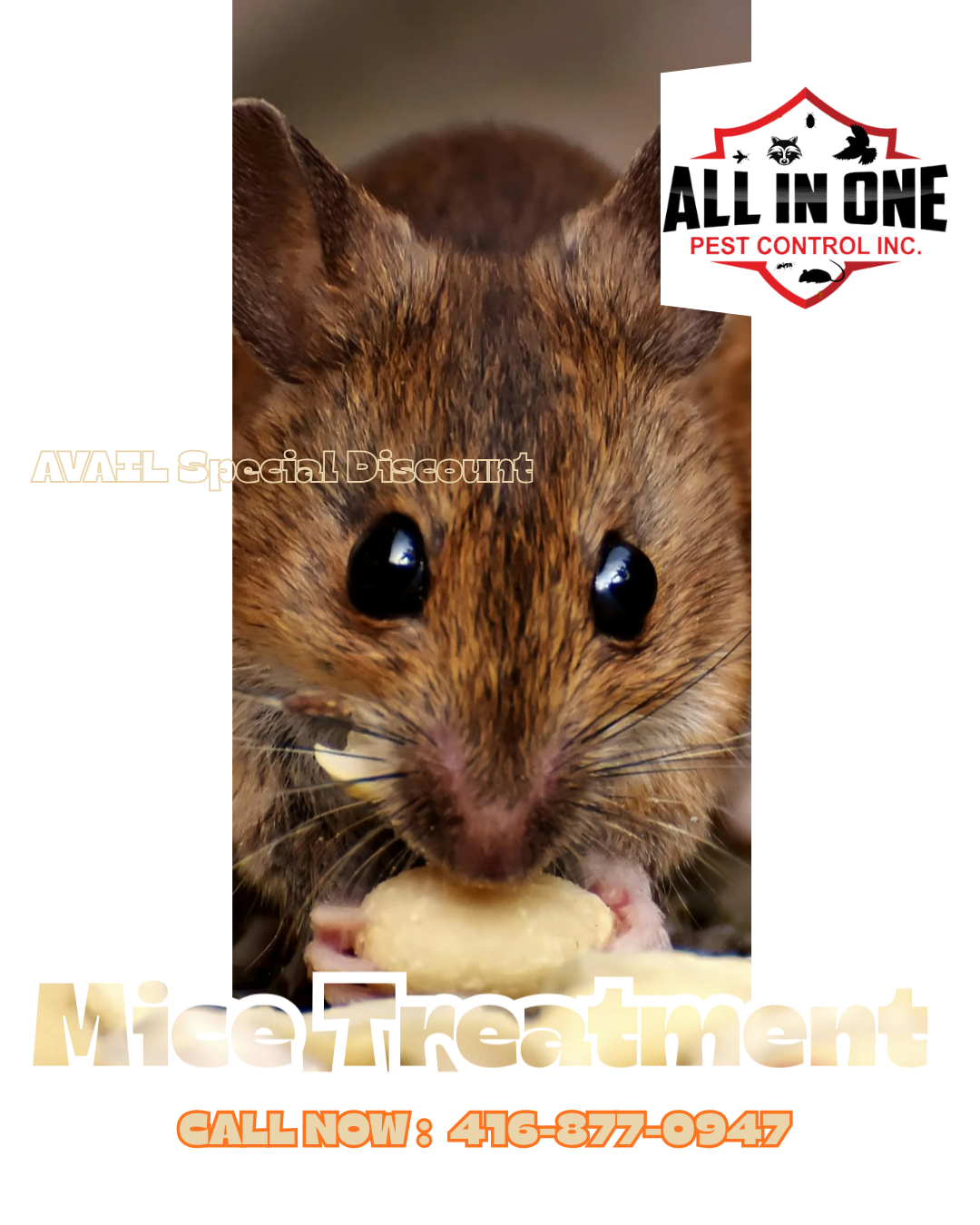 Targeted Rodent Treatment in Toronto: How We Get Rid of Mice and Rats for Good