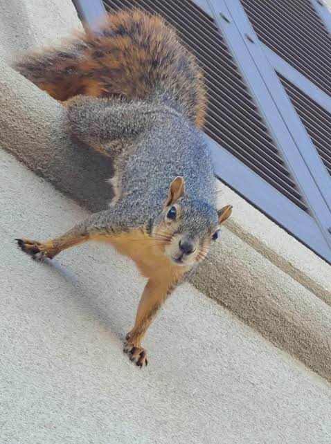 Squirrel Removal in Scarborough: What We Do and How We Do It