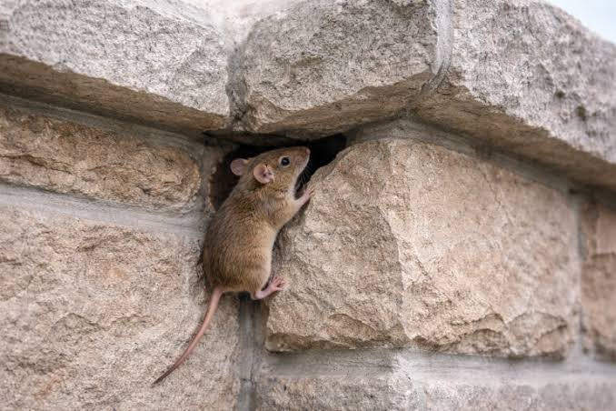 Mice Treatment in Toronto: Our Process and How to Keep Mice Out for Good
